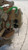 FIAT PANDA «II» (2004) STERZO PIANTONE STERZO SUP. USATO Da 2003 A 2009 [[238669]]