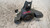 HYUNDAI I10 «II» (2016) MOTORE SUPPORTO GOMMA MOTORE DX. USATO Da 2016 in poi [[239705]]