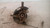 CHEVROLET AVEO «III» (2012) ASSALE FUSELLO RUOTA ANT. SX. USATO Da 2011 in poi [[234612]]