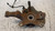 CHEVROLET KALOS (2005) ASSALE FUSELLO RUOTA ANT. DX. USATO Da 2005 A 2008 [[240066]]