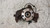 FIAT GRANDE PUNTO (2006) ASSALE FUSELLO RUOTA ANT. SX. USATO Da 2005 A 2010 [[240196]]