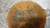 FIAT STILO SW (2002) TERMICO VASCHETTA ACQUA USATO Da 2002 A 2005 [[239793]]