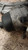 FIAT PANDA «III» (2012) MOTORE RADIATORE OLIO USATO Da 2015 in poi [[240861]]