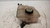 FORD C-MAX «I» (2003) TERMICO VASCHETTA ACQUA USATO Da 2003 A 2007 [[238148]]
