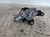 CITROEN C3 «III» (2016) CRISTALLI MOTORINO TERGILUNOTTO USATO [[241834]]