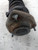 PIAGGIO PORTER MAXXI (2009) ASSALE AMMORTIZZATORE ANT. SX. USATO [[241542]]