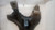 TOYOTA RAV 4 «II» (2000) ASSALE ASSALE ANT. USATO Da 2001 A 2005 [[227647]]