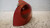 RENAULT TWINGO «I» (1999) FANALERIA FANALE POST. SX. USATO Da 1998 A 2004 [[238649]]