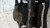FIAT CROMA «II» (2005) IMPIANTO FRENANTE PINZA FRENO ANT. DX. USATO Da 2005 A 2007 [[90778]]