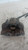 PEUGEOT 5008 «I» (2010) IMPIANTO FRENANTE PINZA FRENO ANT. DX. USATO Da 2009 A 2013 [[214736]]