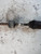 FIAT PANDA «II» (2004) CAMBIO E TRASMISSIONE SEMIASSE ANT. DX. USATO Da 2003 A 2009 [[217442]]