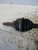 NISSAN PRIMASTAR (2003) CAMBIO E TRASMISSIONE SEMIASSE ANT. DX. USATO Da 2002 A 2006 [[222921]]