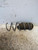 FIAT PANDA «III» (2012) ASSALE MOLLA AMMORTIZZATORE POST. DX. USATO Da 2012 in poi [[223670]]