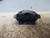 LANCIA YPSILON «III» (2015) IMPIANTO FRENANTE PINZA FRENO ANT. DX. USATO Da 2016 A 2021 [[224456]]