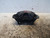 LANCIA YPSILON «III» (2015) IMPIANTO FRENANTE PINZA FRENO ANT. SX. USATO Da 2016 A 2021 [[224457]]