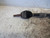 TOYOTA COROLLA VERSO «II» (2004) CAMBIO E TRASMISSIONE SEMIASSE ANT. DX. USATO Da 2004 A 2005 [[225619]]