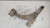 BRACCIO OSCILLANTE ANT. SX. USATO DAL 2009 CHEVROLET CRUZE (2009) 13463244 [[227770]]