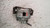 LANCIA YPSILON «III» (2015) IMPIANTO FRENANTE PINZA FRENO ANT. DX. USATO Da 2015 A 2021 [[231707]]