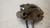 FORD FOCUS «IV»  (2014) IMPIANTO FRENANTE PINZA FRENO POST. SX. USATO Da 2014 in poi [[237152]]