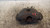 OPEL MERIVA «B» (2014) IMPIANTO FRENANTE PINZA FRENO ANT. SX. USATO Da 2014 in poi [[235705]]