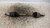 SEMIASSE ANT. SX. USATO DAL 2010 AL 2011 FIAT PANDA «II» (2011) 46308260 [[235175]]
