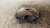 FORD ECOSPORT (2013) IMPIANTO FRENANTE PINZA FRENO ANT. DX. USATO Da 2015 A 2017 [[234937]]