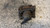FIAT TEMPRA (1990) IMPIANTO FRENANTE PINZA FRENO ANT. DX. USATO Da 1990 A 1993 [[234740]]