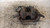 PEUGEOT 407  (2004) IMPIANTO FRENANTE PINZA FRENO ANT. SX. USATO Da 2009 A 2011 [[234248]]