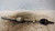 RENAULT CLIO «III» (2006) CAMBIO E TRASMISSIONE SEMIASSE ANT. DX. USATO Da 2010 A 2012 [[234183]]