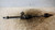 MAZDA 2 «II» (2008) CAMBIO E TRASMISSIONE SEMIASSE ANT. DX. USATO Da 2007 A 2010 [[234010]]