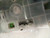 QUADRO STRUMENTI USATO DAL 2008 AL 2011 HONDA JAZZ «II» (2008) 78100TF0G02 [[245163]]