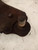 FIAT GRANDE PUNTO (2006) ASSALE BRACCIO OSCILLANTE ANT. SX. USATO Da 2008 A 2010 [[244304]]