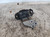 SMART FORTWO COUPÉ «451» (2010) MOTORE SUPPORTO GOMMA MOTORE DX. USATO Da 2010 in poi [[247208]]