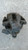 OPEL CROSSLAND X (2017) IMPIANTO FRENANTE PINZA FRENO POST. SX. USATO Da 2018 A 2020 [[249469]]