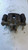 KIA SPORTAGE «II» (2005) IMPIANTO FRENANTE PINZA FRENO POST. DX. USATO Da 2004 A 2010 [[251520]]