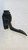 FORD FIESTA «VI» (2008) SCARICO E INIEZIONE PEDALE ACCELERATORE USATO Da 2010 A 2012 [[251644]]