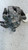 FIAT 500L (2013) IMPIANTO FRENANTE PINZA FRENO POST. DX. USATO Da 2012 A 2017 [[252719]]