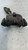 FIAT PANDA «III» (2012) IMPIANTO FRENANTE PINZA FRENO ANT. DX. USATO Da 2015 in poi [[253241]]