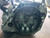NISSAN MICRA «V» (2016) CAMBIO E TRASMISSIONE CAMBIO USATO Da 2021 in poi [[254841]]