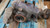 DIFFERENZIALE POST. USATO DAL 2011 AL 2015 BMW SERIE 1 «F20» BERLINA (2012) 7599472 [[255284]]