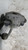 OPEL CORSA «E» (2014) IMPIANTO FRENANTE PINZA FRENO ANT. SX. USATO Da 2014 in poi [[255395]]