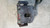 OPEL CORSA «E» (2014) IMPIANTO FRENANTE PINZA FRENO ANT. DX. USATO Da 2014 in poi [[255640]]