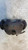 OPEL CORSA «E» (2014) IMPIANTO FRENANTE PINZA FRENO ANT. DX. USATO Da 2014 in poi [[256188]]