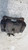 CHEVROLET CAPTIVA «I» (2007) IMPIANTO FRENANTE PINZA FRENO POST. DX. USATO Da 2006 A 2010 [[256839]]