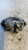 AUDI Q3 «8UB» (2012) IMPIANTO FRENANTE PINZA FRENO ANT. DX. USATO Da 2011 in poi [[258260]]