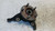 KIA CEED «I» SW (2007) ASSALE FUSELLO RUOTA ANT. DX. USATO Da 2007 A 2009 [[258714]]