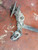FIAT TIPO «II» SW (2016) ASSALE ASSALE POST. USATO Da 2018 A 2020 [[259880]]