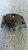 HONDA CIVIC «VIII» (2006) IMPIANTO FRENANTE PINZA FRENO ANT. SX. USATO Da 2005 A 2008 [[260041]]