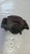 OPEL MOKKA (2013) IMPIANTO FRENANTE PINZA FRENO ANT. SX. USATO Da 2012 A 2016 [[260886]]