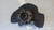 LANCIA PHEDRA (2002) ASSALE FUSELLO RUOTA ANT. DX. USATO Da 2005 A 2005 [[261144]]